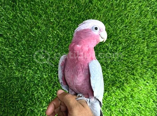 Gül kakadu bebek Papağanımız