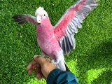 Gül Kakadu Bebek Papağanımız