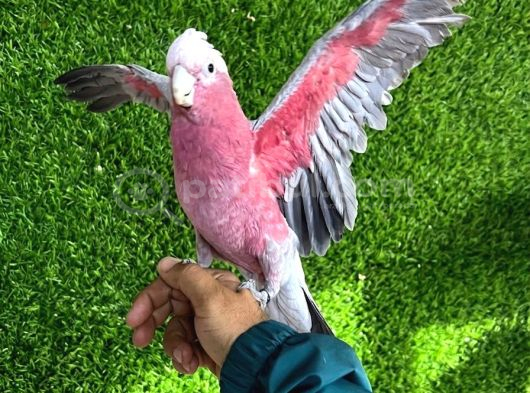 Gül Kakadu Bebek Papağanımız görsel