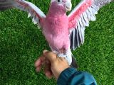 Gül Kakadu Bebek Papağanımız