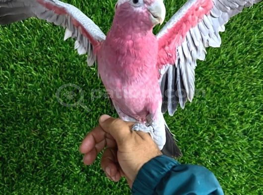 Gül Kakadu Bebek Papağanımız görsel
