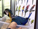 Bebek El Besleme Sarılacivert Macaw Papağanımız