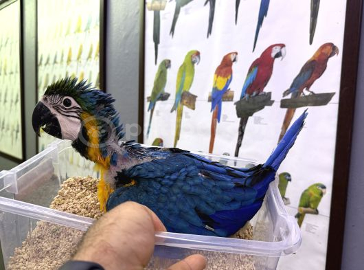 Bebek El Besleme Sarılacivert Macaw Papağanımız görsel