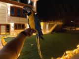Sarilacivert Macaw Papağani Full Eğitimli Konuşan