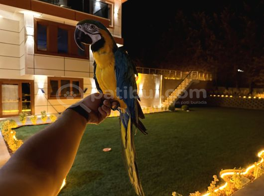 Sarilacivert Macaw Papağani Full Eğitimli Konuşan görsel
