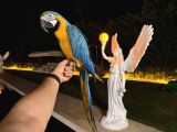 Sarilacivert Macaw Papağani Full Eğitimli Konuşan
