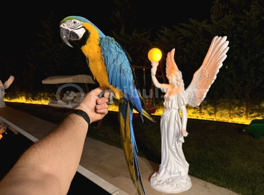 Sarilacivert Macaw Papağani Full Eğitimli Konuşan