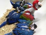 Belgeli Faturali Mikroçipli Bebek Macaw Yavrumuz