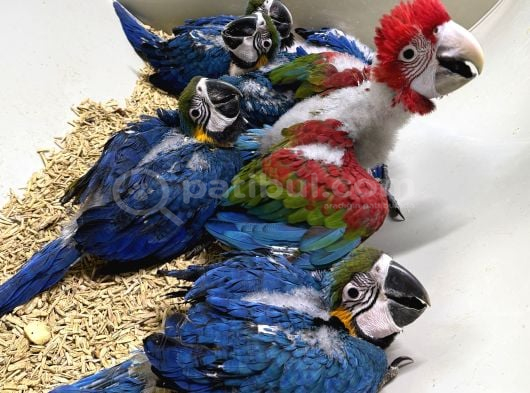 Belgeli Faturali Mikroçipli Bebek Macaw Yavrumuz