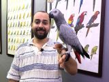 100 Kelime Konuşan Full Evcil Jako Papağani
