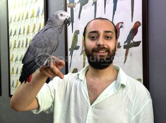Evcil Eğitimli Çok Konuşan Jako Papağanı
