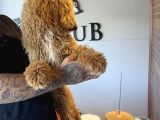 Safkan Labradoodle Yavruları