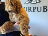 Safkan Labradoodle Yavruları