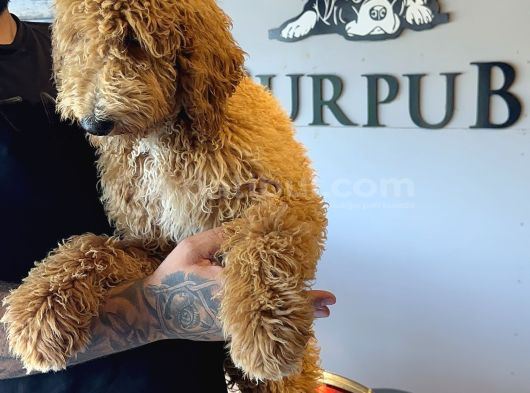 Safkan Labradoodle Yavruları