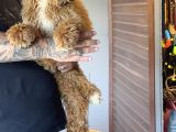Safkan Labradoodle Yavruları