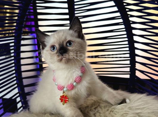 Safkan British Shorthair Point Bebekler görsel