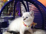 Safkan British Shorthair Point Bebekler