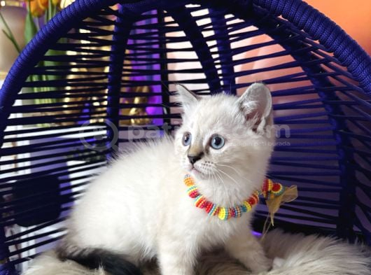 Safkan British Shorthair Point Bebekler görsel
