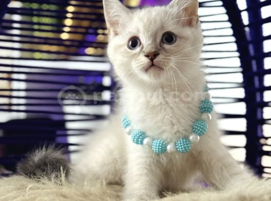 Safkan British Shorthair Point Bebekler görsel