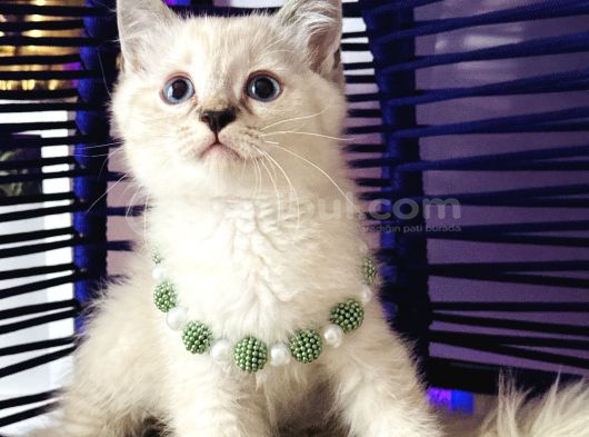 Safkan British Shorthair Point Bebekler görsel