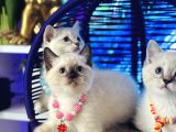 Safkan british shorthair point bebekler