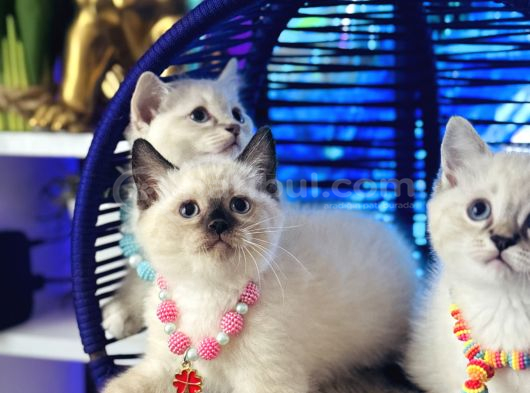 Safkan British Shorthair Point Bebekler