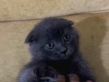 British Ve Scottish Fold Yavrularımız Yeni Yuvaletıba Gitmey