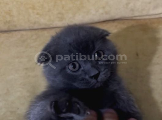 British Ve Scottish Fold Yavrularımız Yeni Yuvaletıba Gitmey görsel