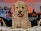 Baby Face Golden Yavrular