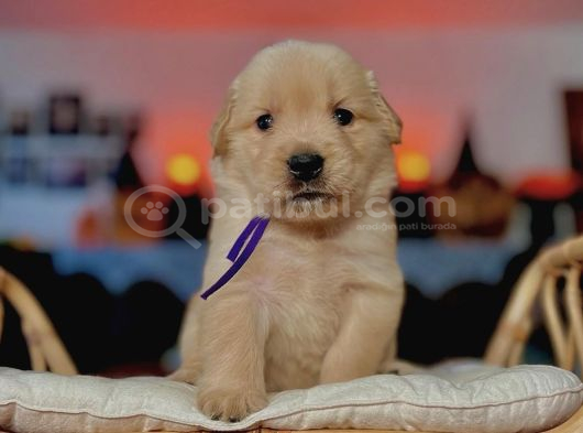 BABY FACE GOLDEN YAVRULAR