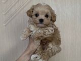 Ki̇lo Boy Garanti̇li̇ Malti̇poo Yavrular