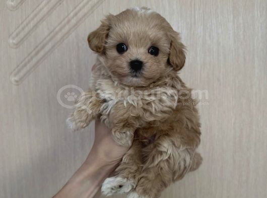 Ki̇lo Boy Garanti̇li̇ Malti̇poo Yavrular