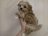 Ki̇lo Boy Garanti̇li̇ Malti̇poo Yavrular