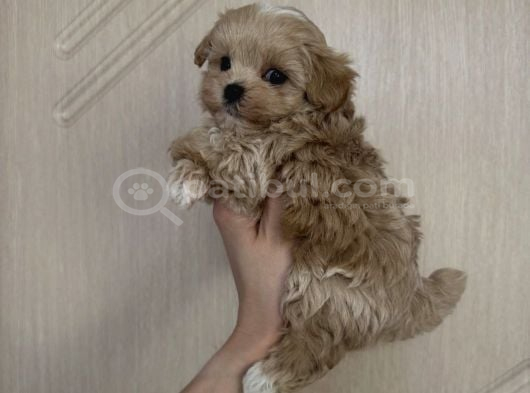 Ki̇lo Boy Garanti̇li̇ Malti̇poo Yavrular görsel