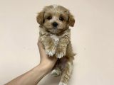 Ori̇ji̇nal Malti̇poo Yavrularimiz