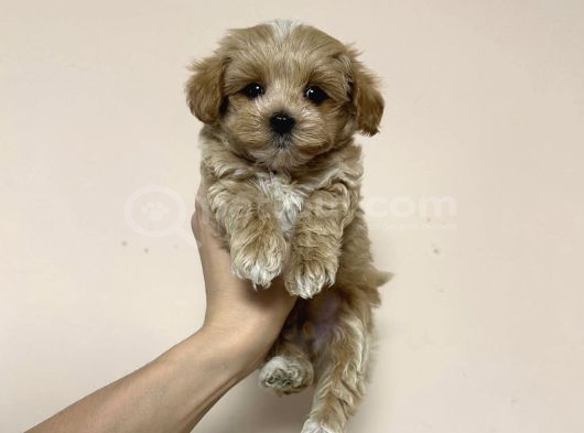 ORİJİNAL MALTİPOO YAVRULARIMIZ