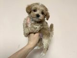 Ori̇ji̇nal Malti̇poo Yavrularimiz