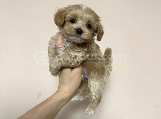 Ori̇ji̇nal Malti̇poo Yavrularimiz görsel