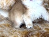 British Longhair