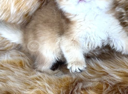 British Longhair görsel