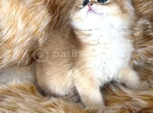British Longhair görsel
