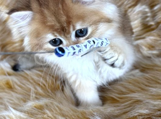Efsane Güzellikte Long Sevenlere görsel