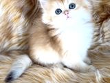 British Longhair