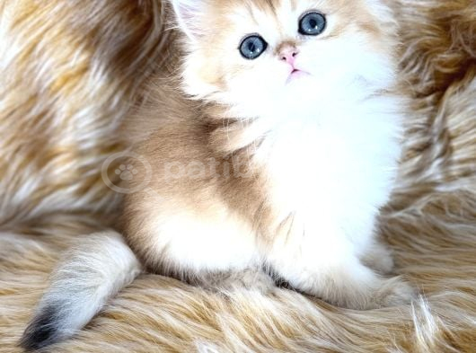 British Longhair görsel