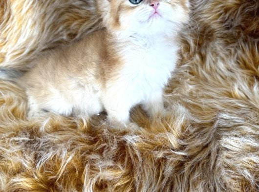 British Longhair görsel