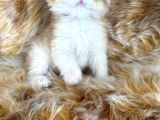British Longhair