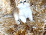 British Longhair