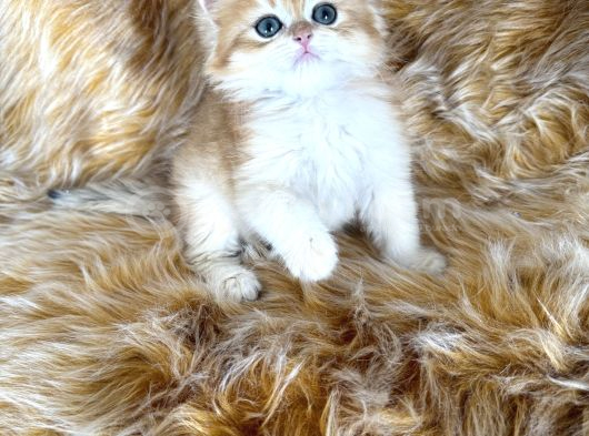 British Longhair görsel