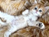 British longhair