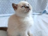 British ve Scottish Fold yavrularımız Yeni yuvaletıba gitmey